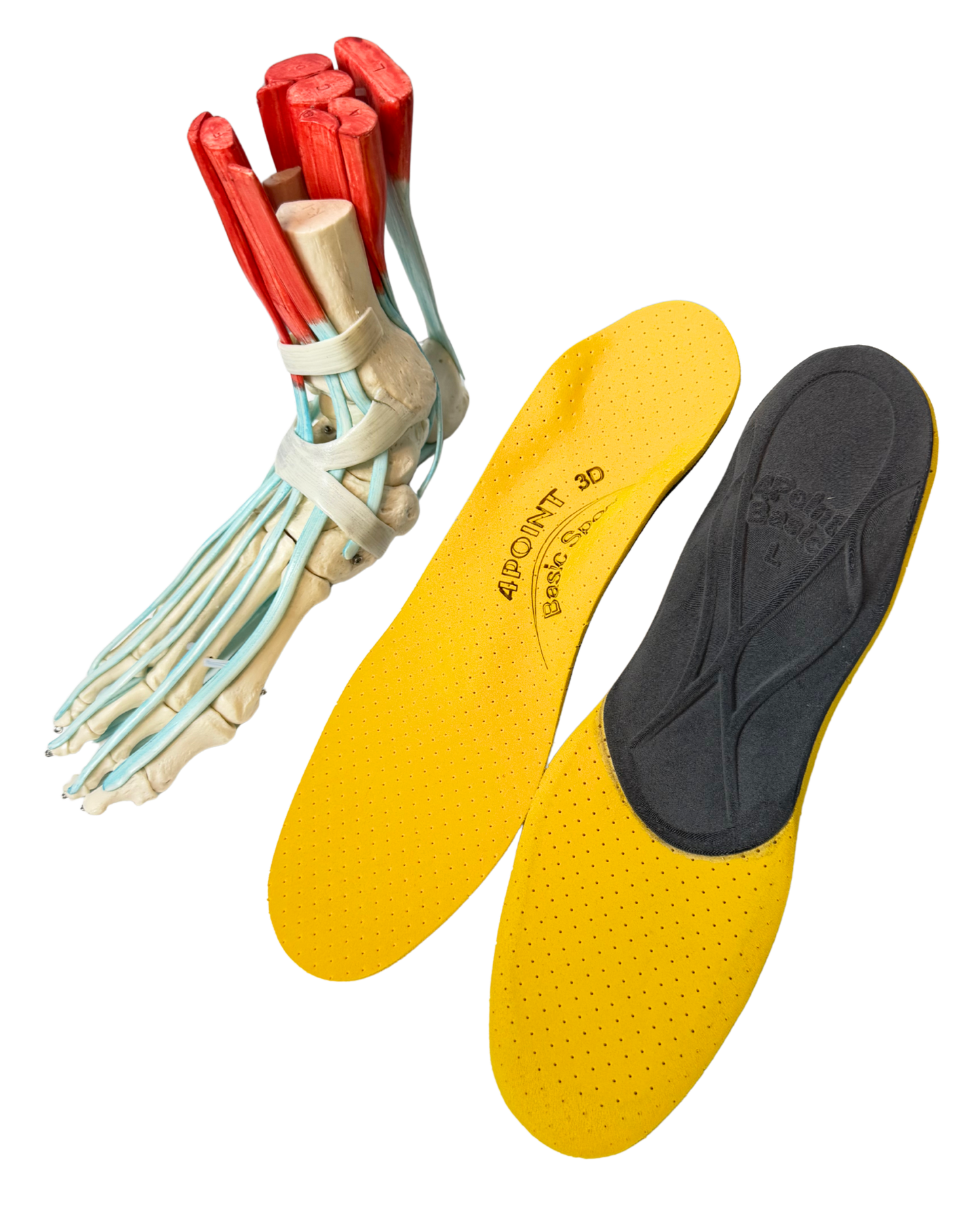 Gelbe 4Point Einlagen und Fußskelett inklusive Muskel und Bänder