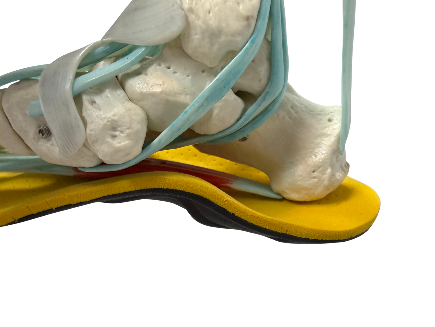 Nahaufnahme Skelettfuß und 4Point Einlage zum verdeutlichen der muskulären Wirkung.